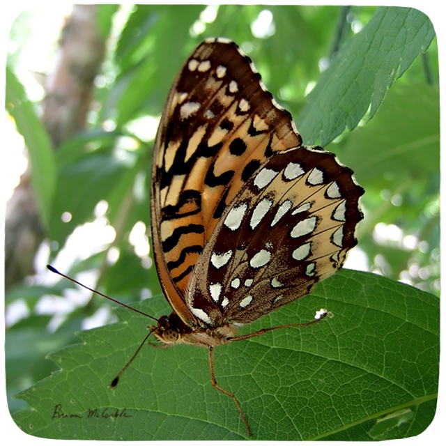 (image for) Great Spangled Fritillary